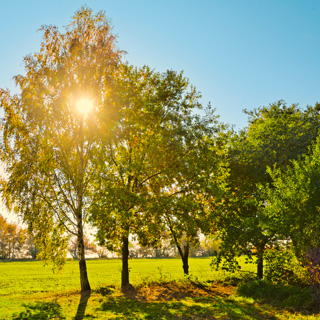 Gedenkbaum-Gruppe von Heinz und Andrea Konopka für Maria Werhahn 