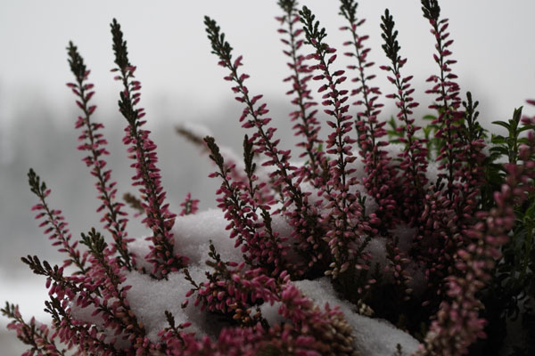 Bepflanzung: Winterfeste Pflanzen Bild 1